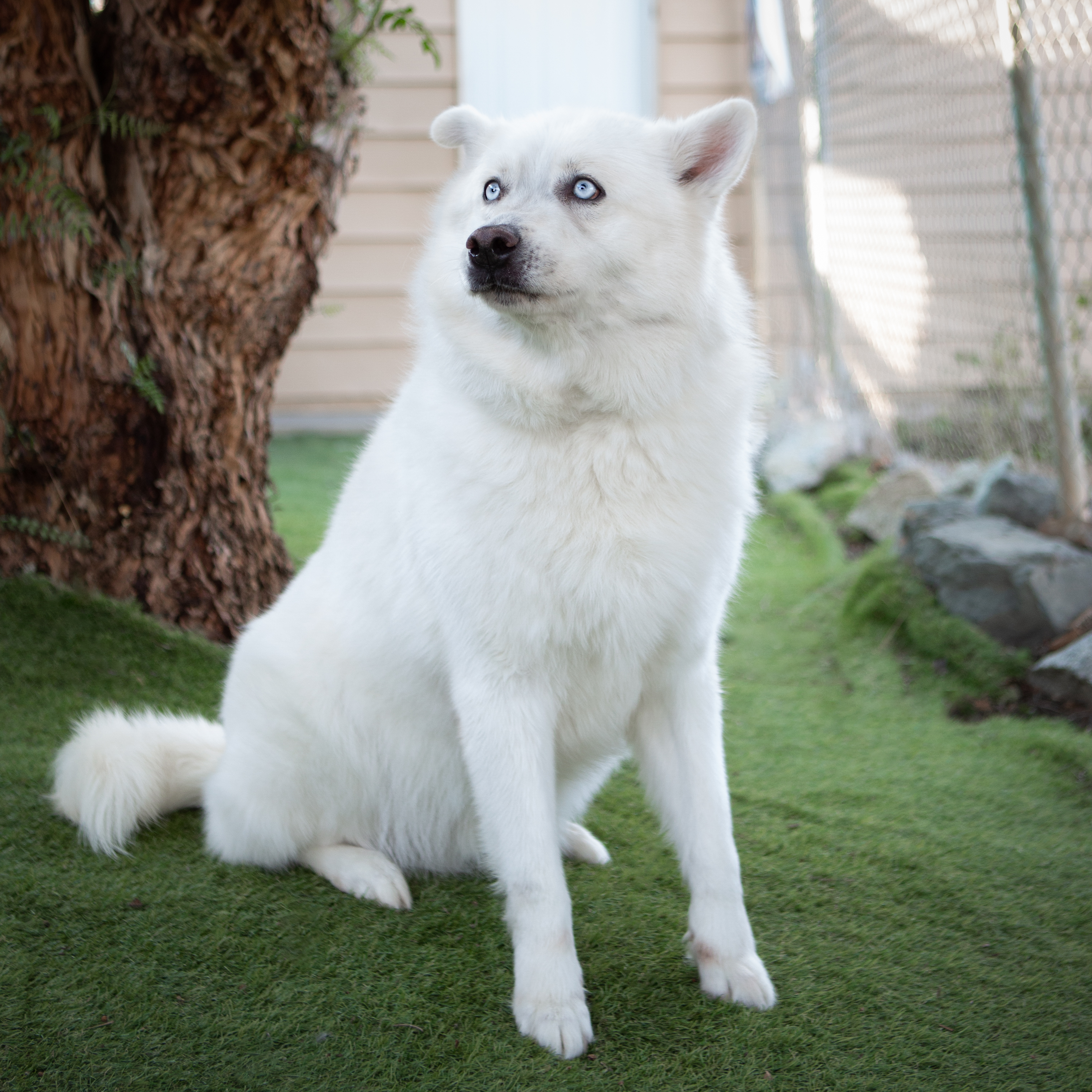 White german shepherd store cross