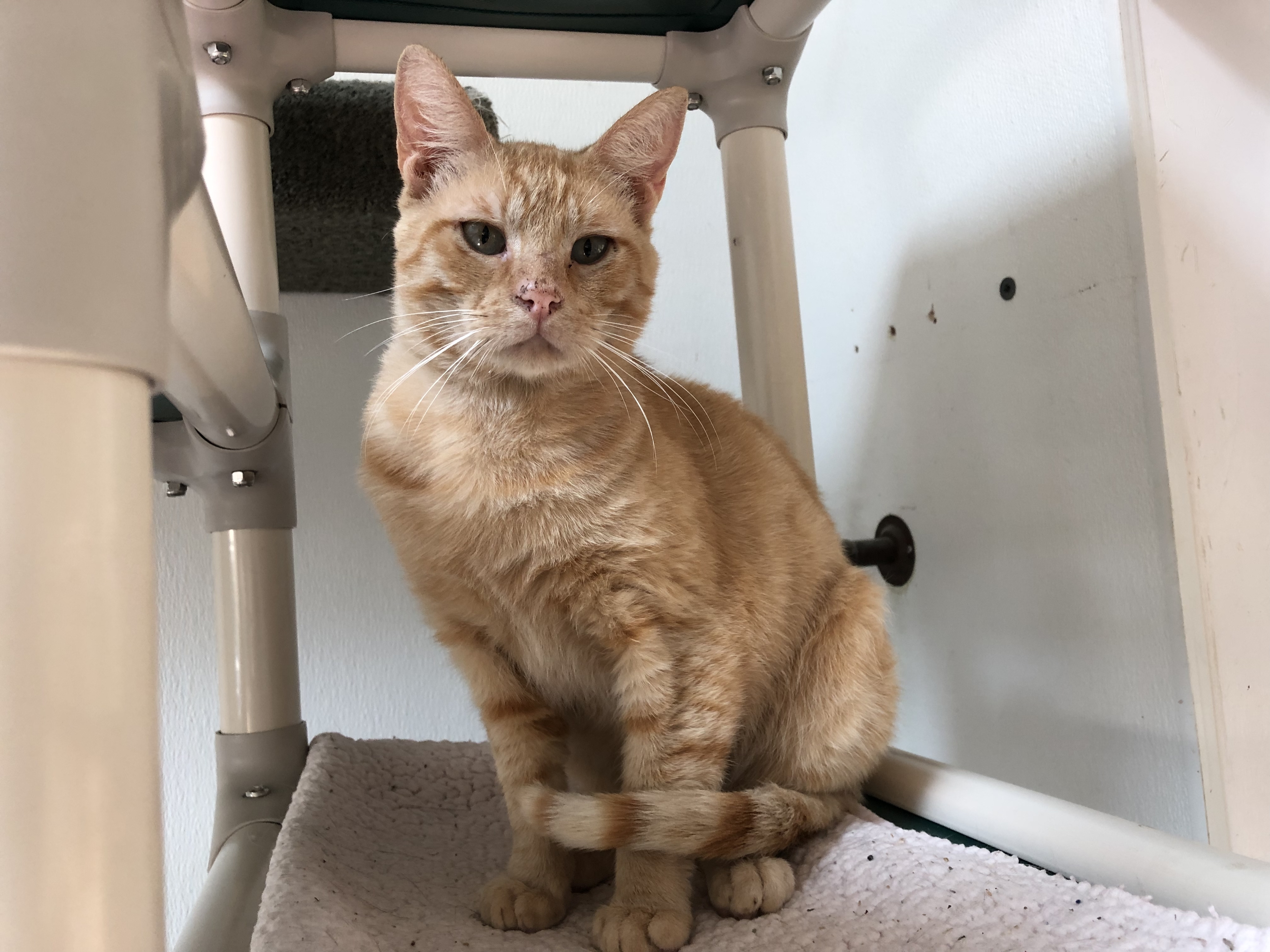 Tuffy, an adoptable Domestic Short Hair in Fort Bragg, CA, 95437 | Photo Image 1