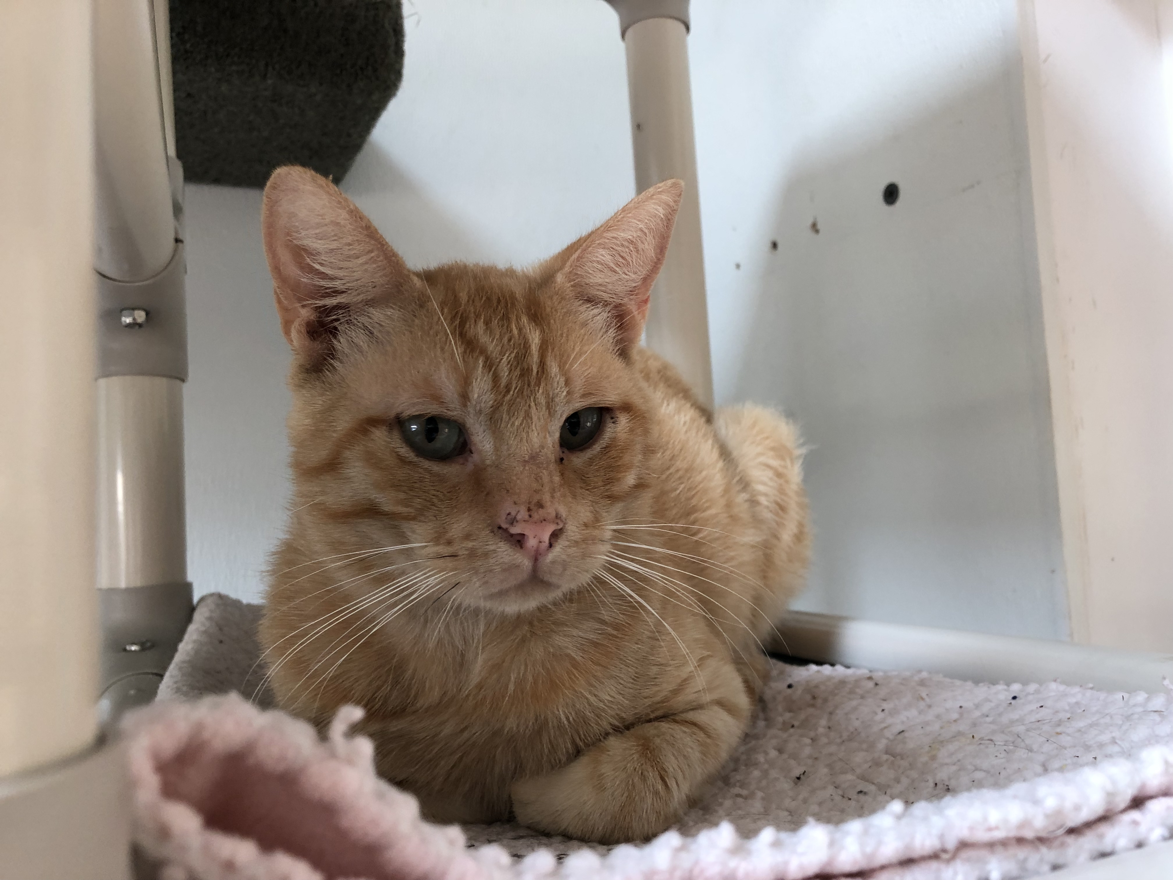 Tuffy, an adoptable Domestic Short Hair in Fort Bragg, CA, 95437 | Photo Image 2