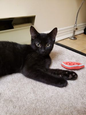 Cats For Adoption Near Ottawa On Petfinder