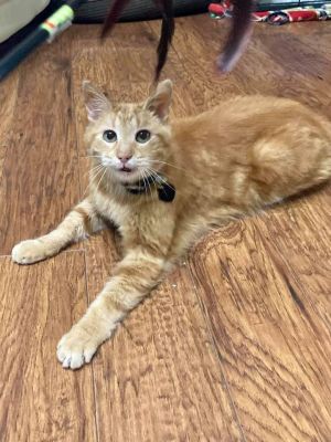 COURTESY- Little Bit, Adult Male Domestic Short Hair
