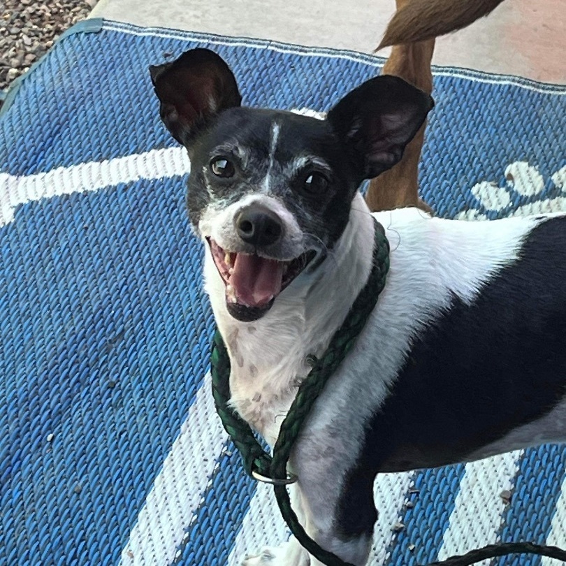 Jeremy, an adoptable Jack Russell Terrier, Rat Terrier in Phoenix, AZ, 85028 | Photo Image 2