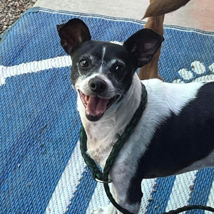 Jeremy, an adoptable Jack Russell Terrier & Rat Terrier Mix in Phoenix, AZ_image-1