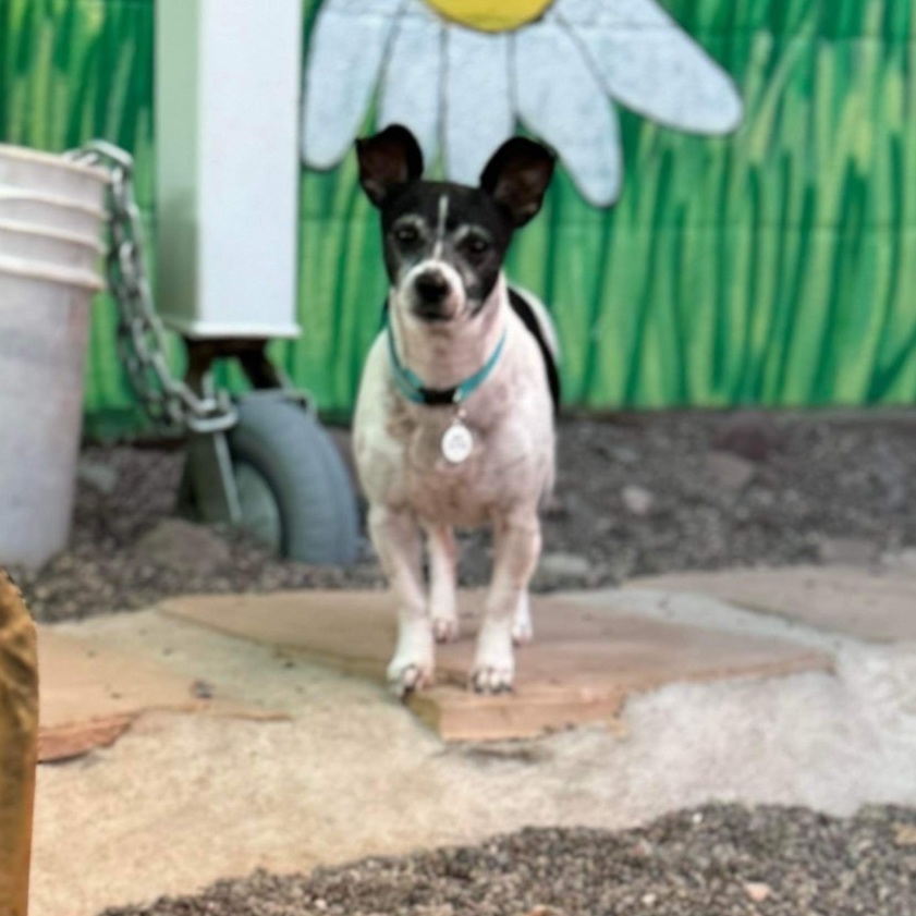 Jeremy, an adoptable Jack Russell Terrier, Rat Terrier in Phoenix, AZ, 85028 | Photo Image 2