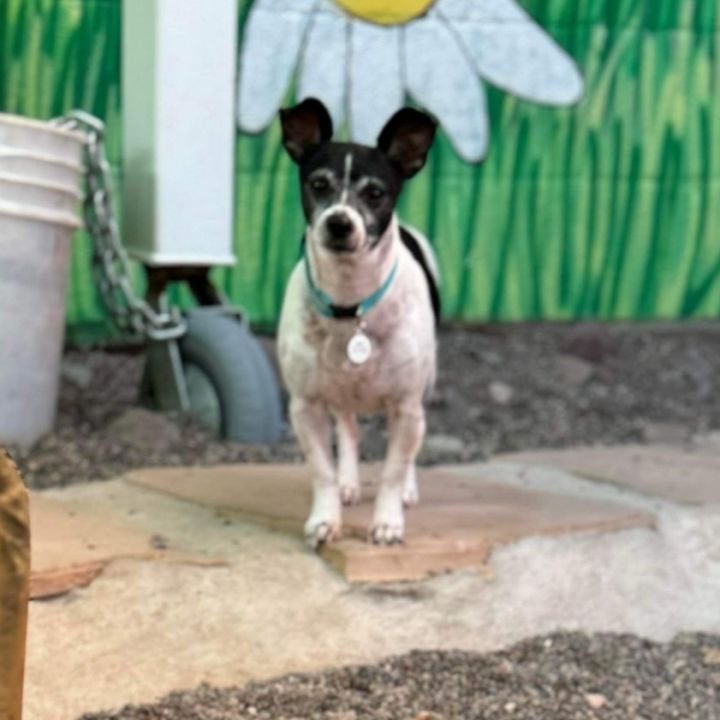 Jeremy, an adoptable Jack Russell Terrier & Rat Terrier Mix in Phoenix, AZ_image-2