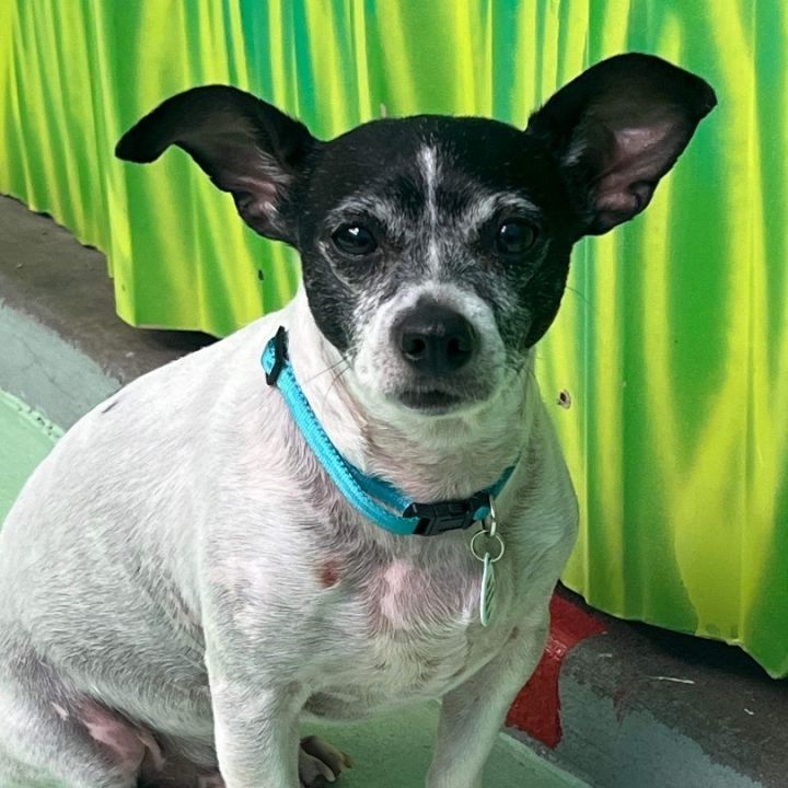Jeremy, an adoptable Jack Russell Terrier & Rat Terrier Mix in Phoenix, AZ_image-4