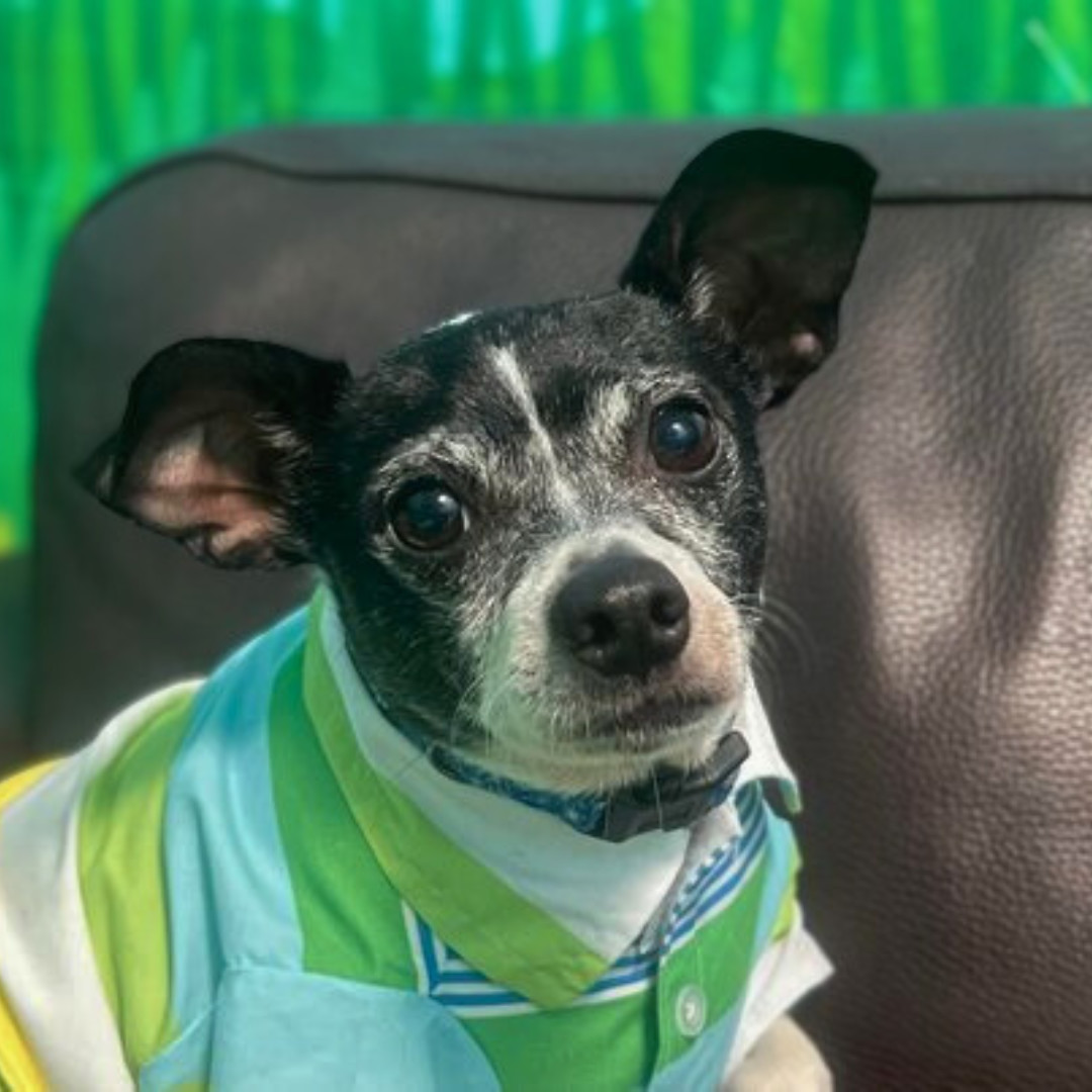 Jeremy, an adoptable Jack Russell Terrier, Rat Terrier in Phoenix, AZ, 85028 | Photo Image 5