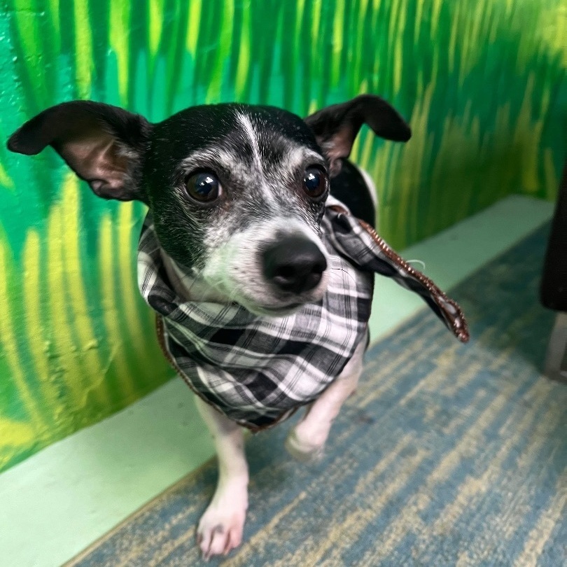 Jeremy, an adoptable Jack Russell Terrier, Rat Terrier in Phoenix, AZ, 85028 | Photo Image 6