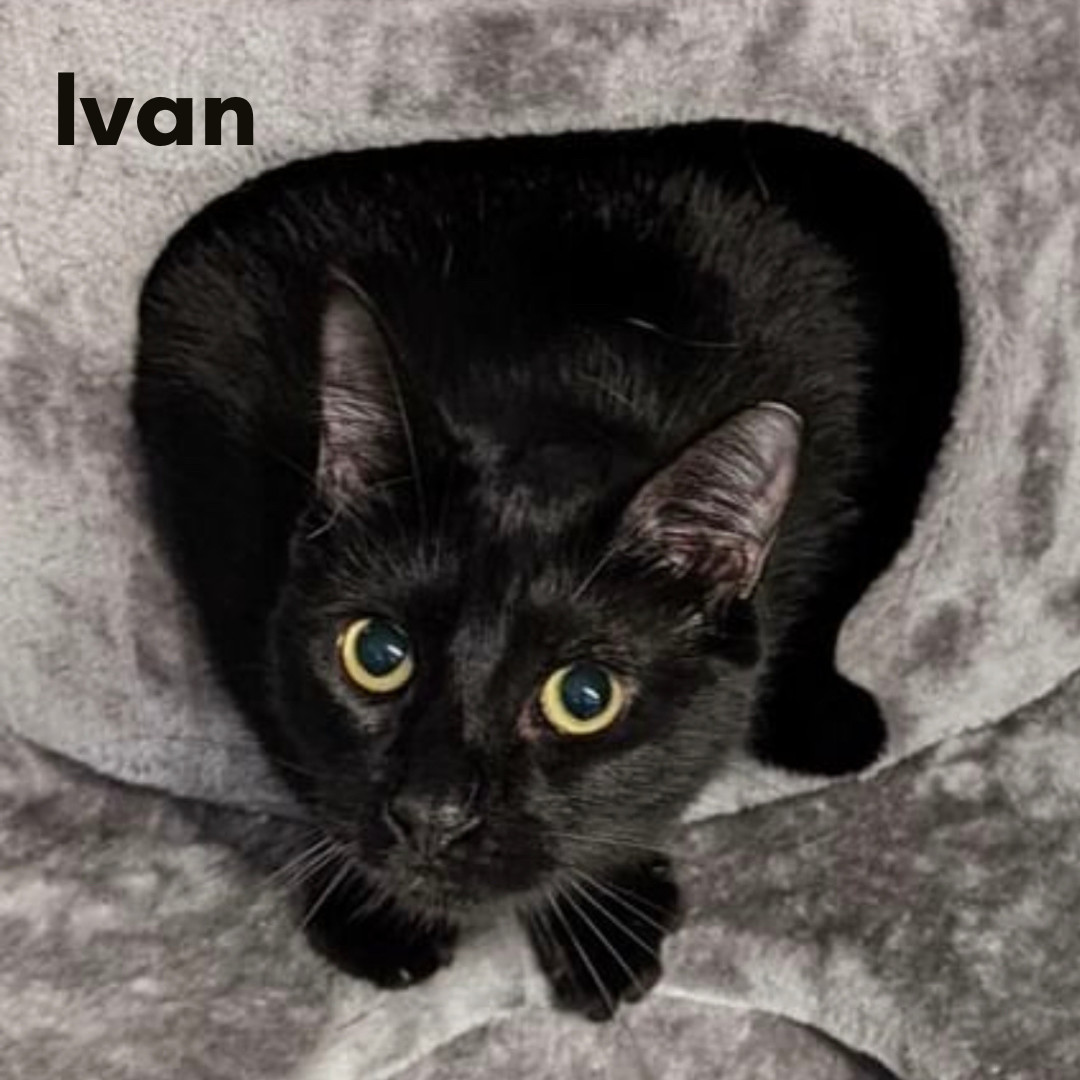 Ivan, an adoptable Domestic Short Hair in New Haven, CT, 06505 | Photo Image 1