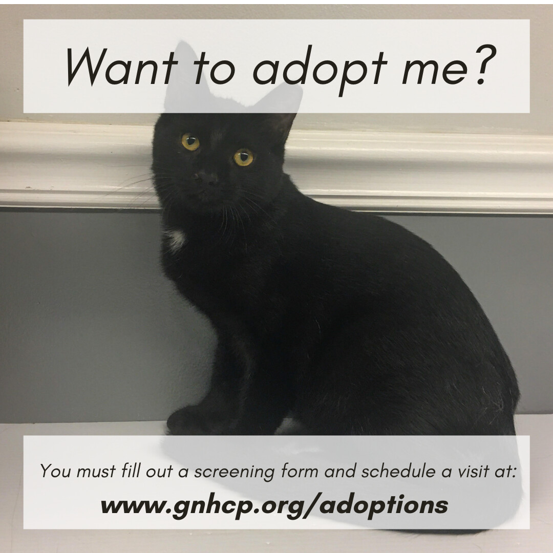 Ivan, an adoptable Domestic Short Hair in New Haven, CT, 06505 | Photo Image 2