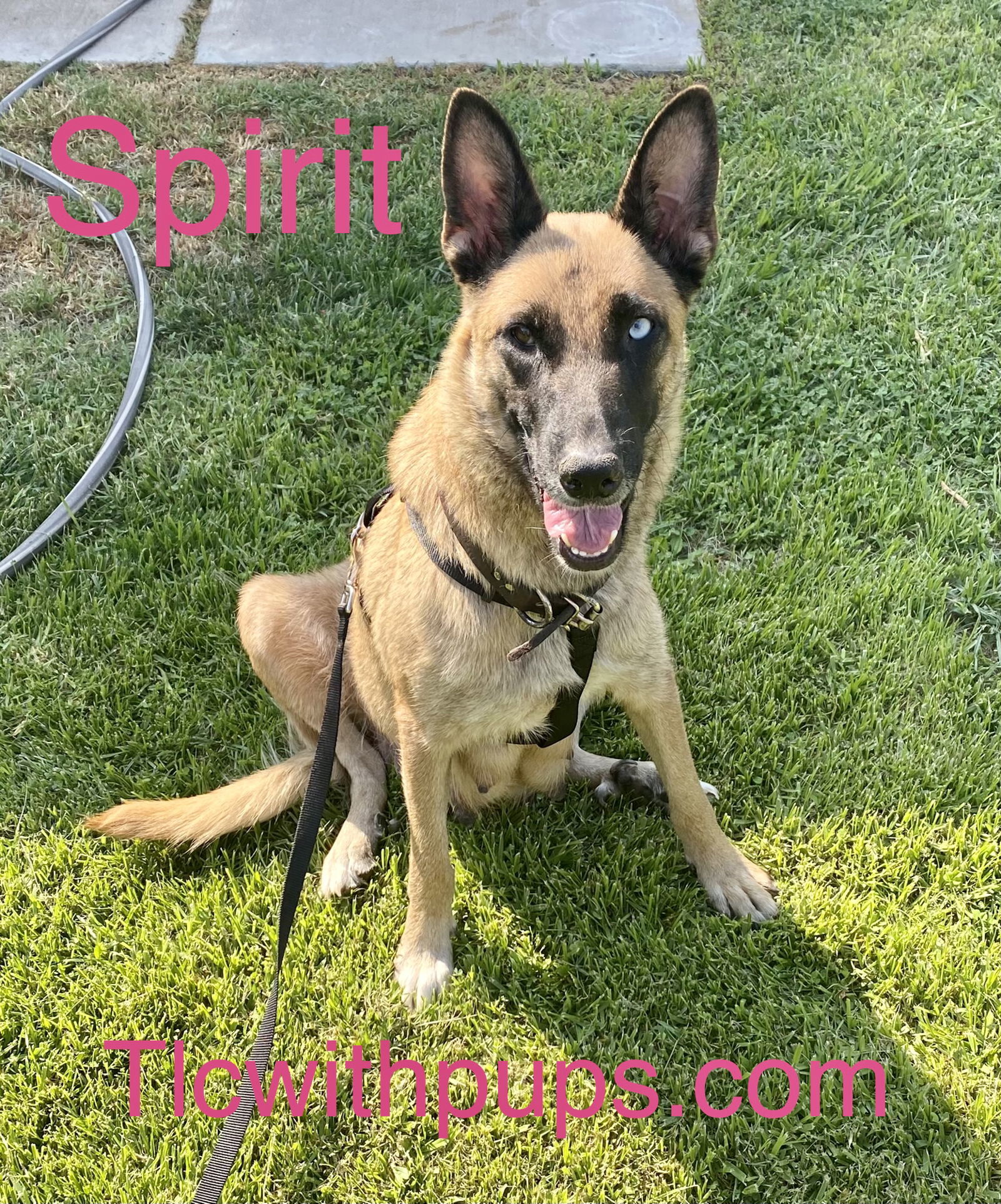 9 Spirit, an adoptable Shepherd, Husky in Colton, CA, 92324 | Photo Image 1