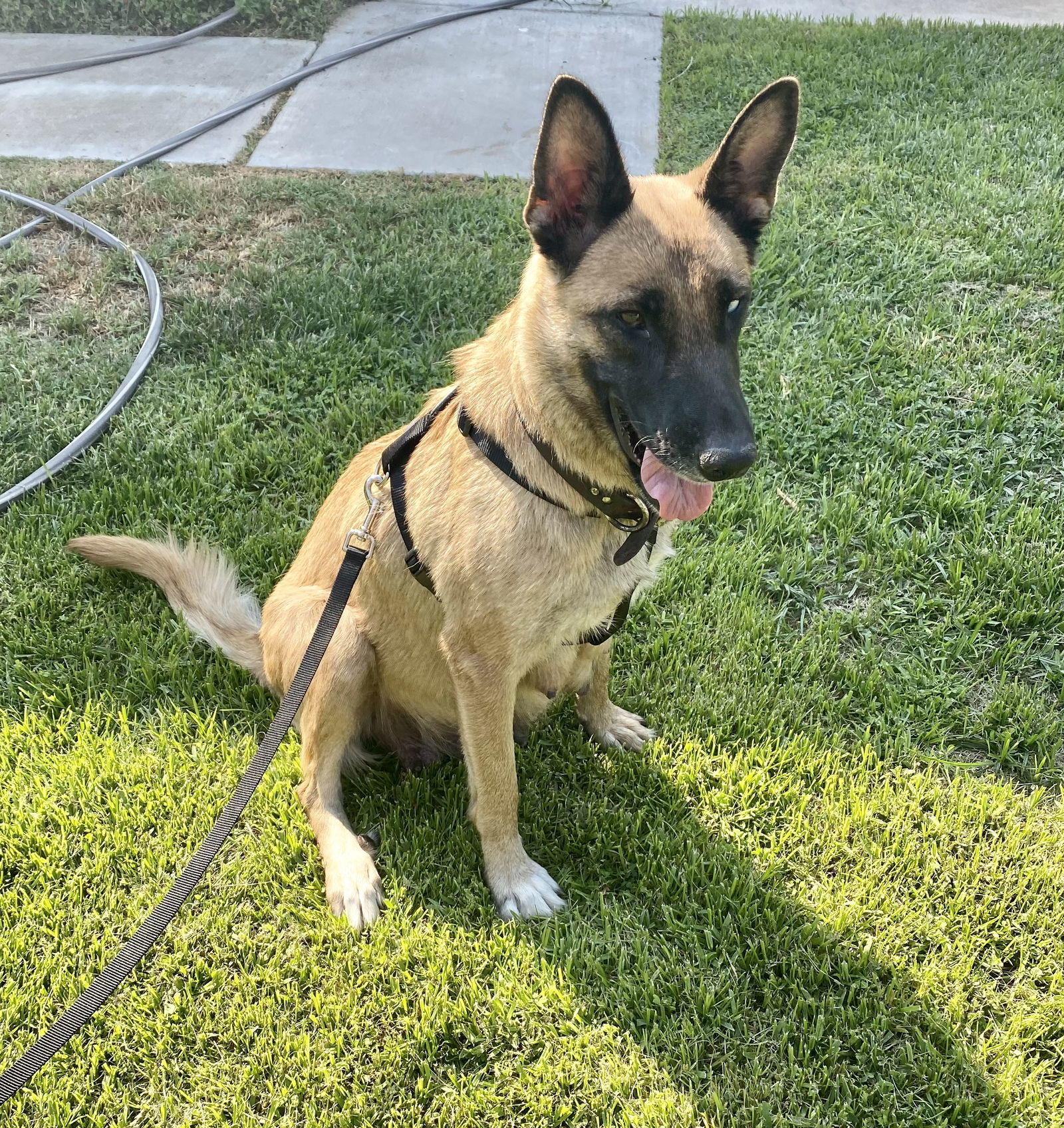 9 Spirit, an adoptable Shepherd, Husky in Colton, CA, 92324 | Photo Image 3