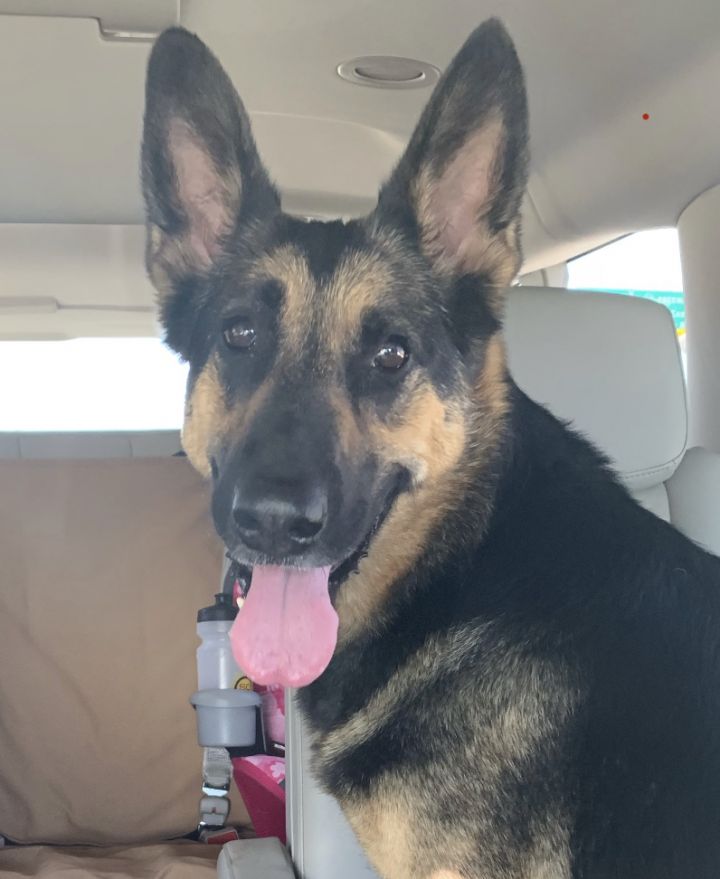 Dog For Adoption Rosie A German Shepherd Dog In Bakersfield Ca Petfinder
