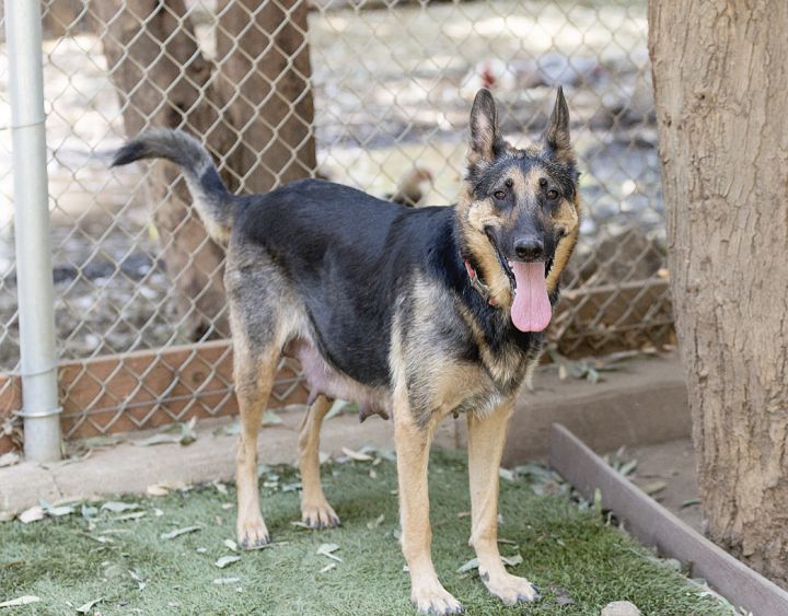 Dog For Adoption Rosie A German Shepherd Dog In Bakersfield Ca Petfinder