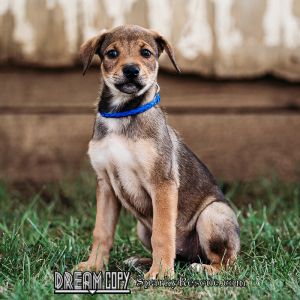 Lucy Boxer mix puppy