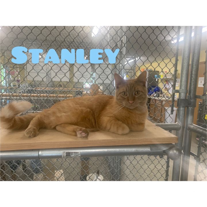 Stanley, an adoptable Domestic Short Hair in Syracuse, IN_image-1