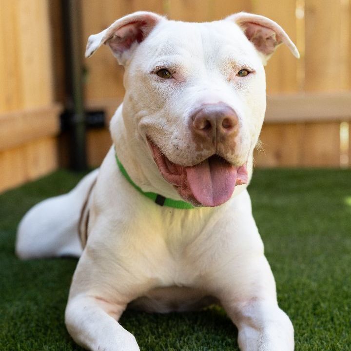 Dooley, an adoptable Pit Bull Terrier Mix in Naperville, IL_image-5