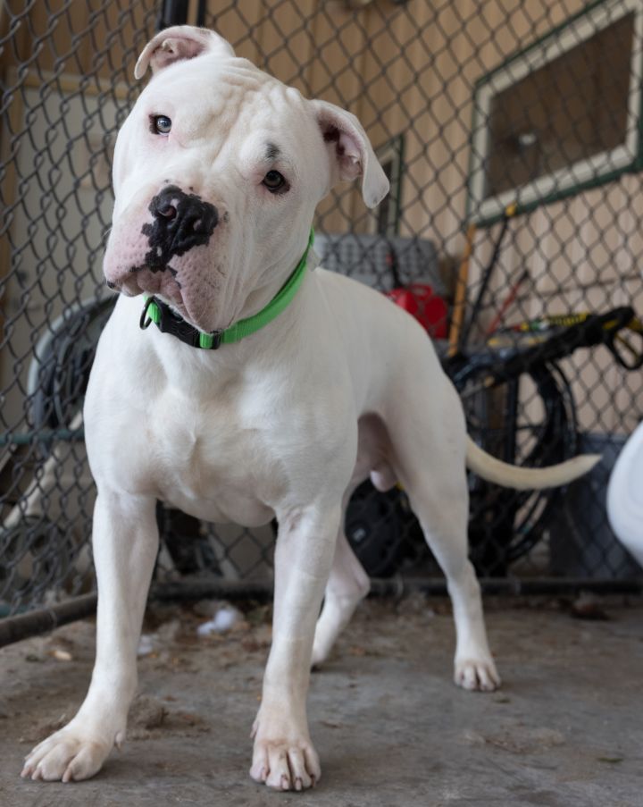 Ice, an adopted Pit Bull Terrier Mix in Naperville, IL_image-2