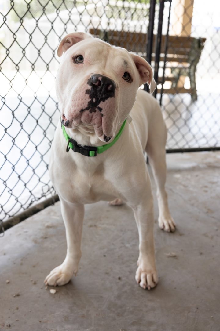 Ice, an adopted Pit Bull Terrier Mix in Naperville, IL_image-3