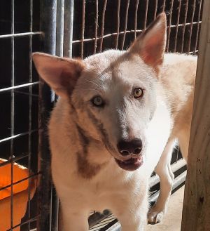 Dogs For Adoption Near Paducah Ky Petfinder