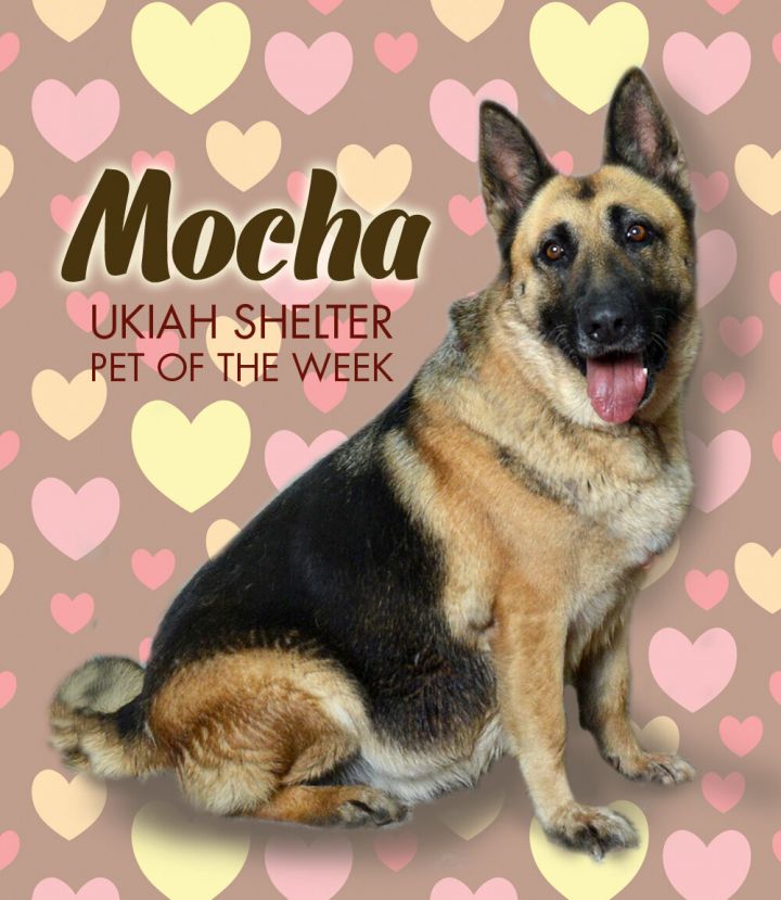 Dog For Adoption Mocha A German Shepherd Dog Mix In Ukiah Ca Petfinder