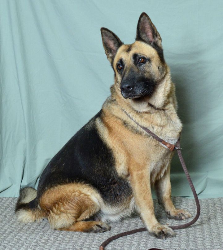 Dog For Adoption Mocha A German Shepherd Dog Mix In Ukiah Ca Petfinder