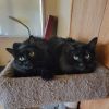 Tippy photo 4