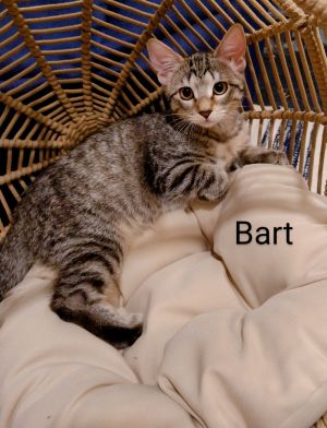 Bart (bonded to Lisa) Domestic Short Hair Cat