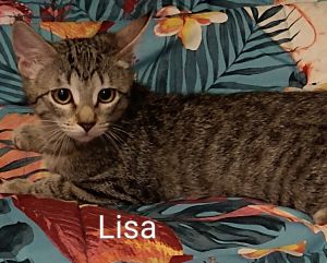 Lisa (bonded to Bart) Domestic Short Hair Cat