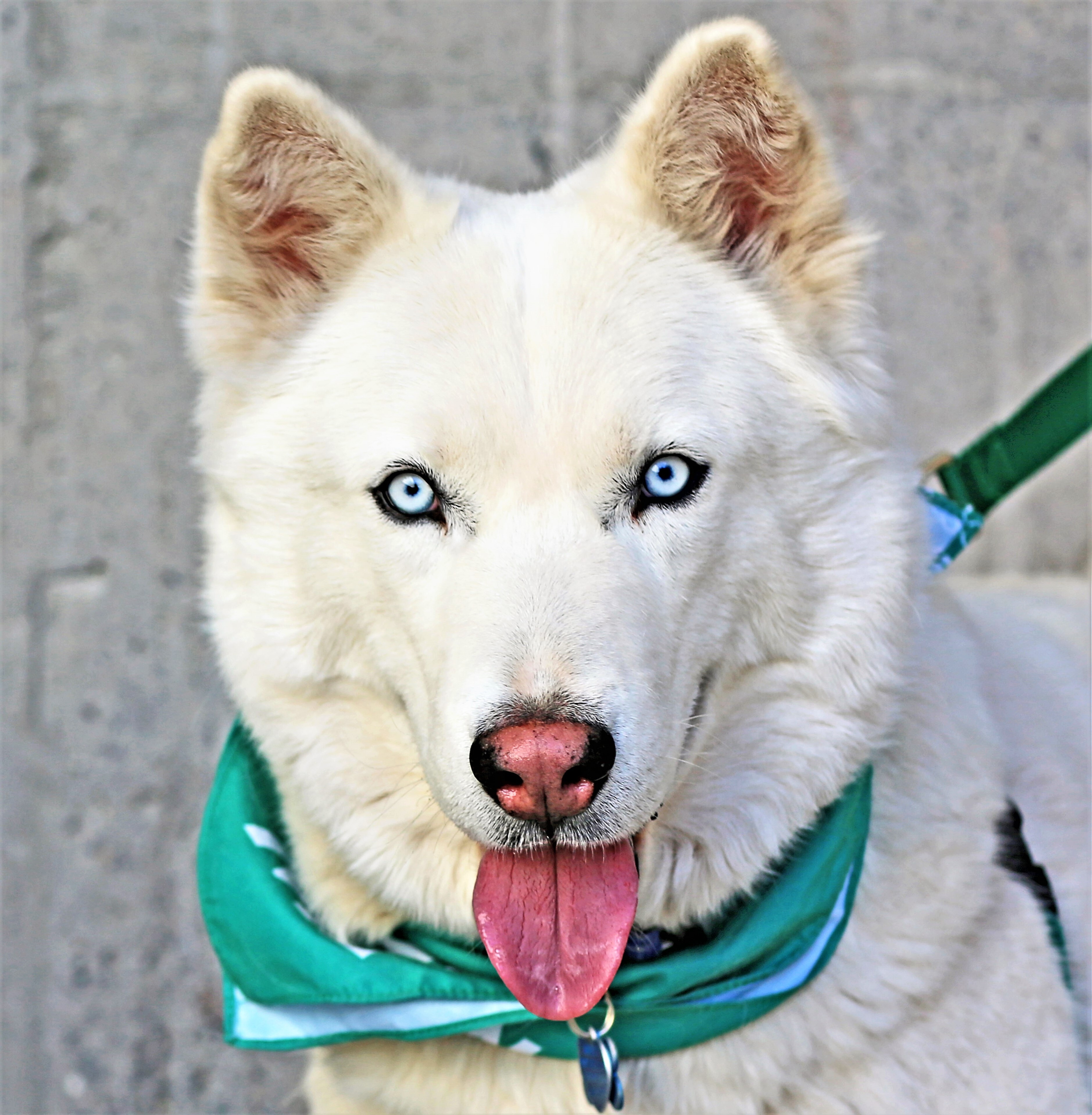 JAMES BOND , an adoptable Siberian Husky in Albuquerque, NM, 87114 | Photo Image 1