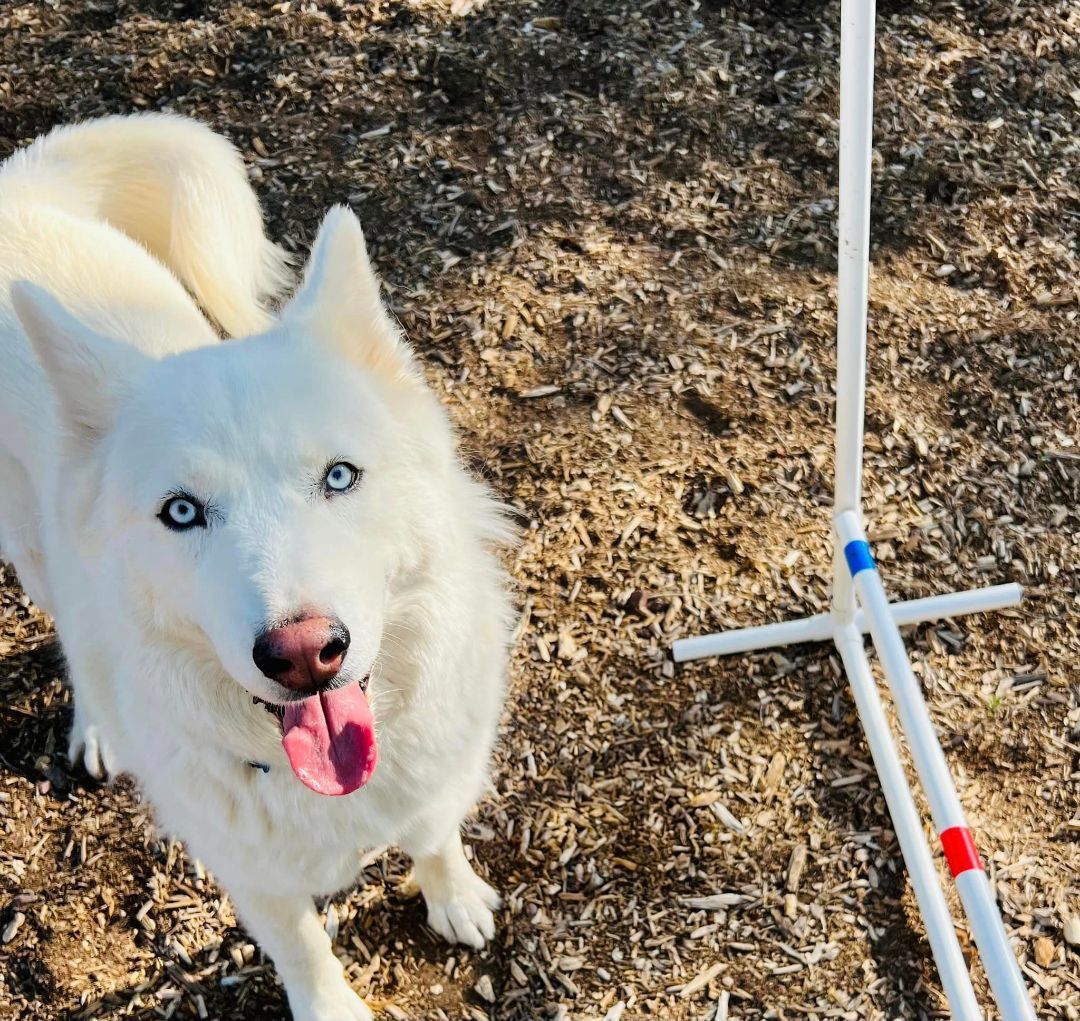 JAMES BOND , an adoptable Siberian Husky in Albuquerque, NM, 87114 | Photo Image 2