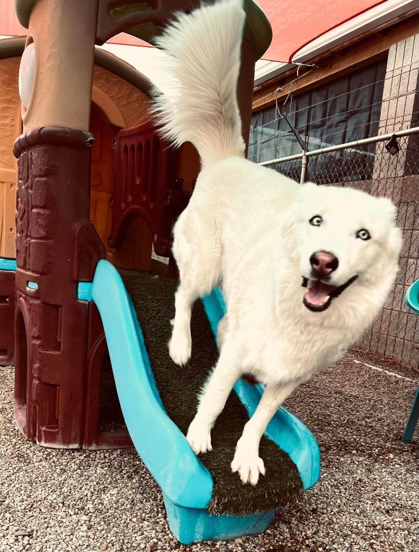 JAMES BOND , an adoptable Siberian Husky in Albuquerque, NM, 87114 | Photo Image 3