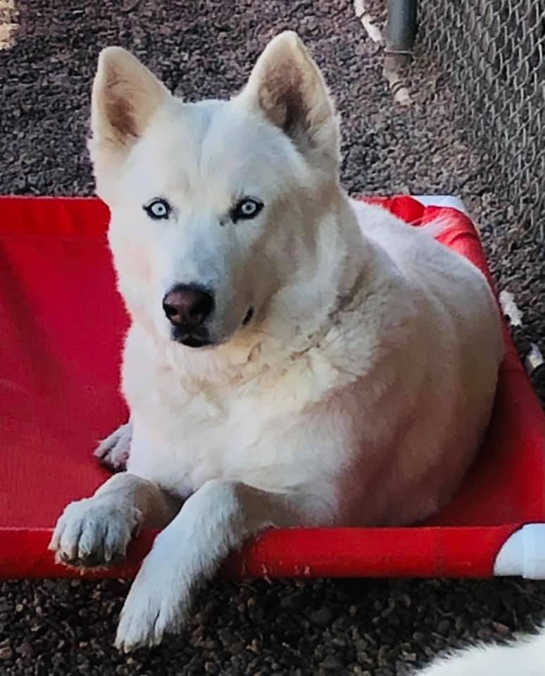JAMES BOND , an adoptable Siberian Husky in Albuquerque, NM, 87114 | Photo Image 4