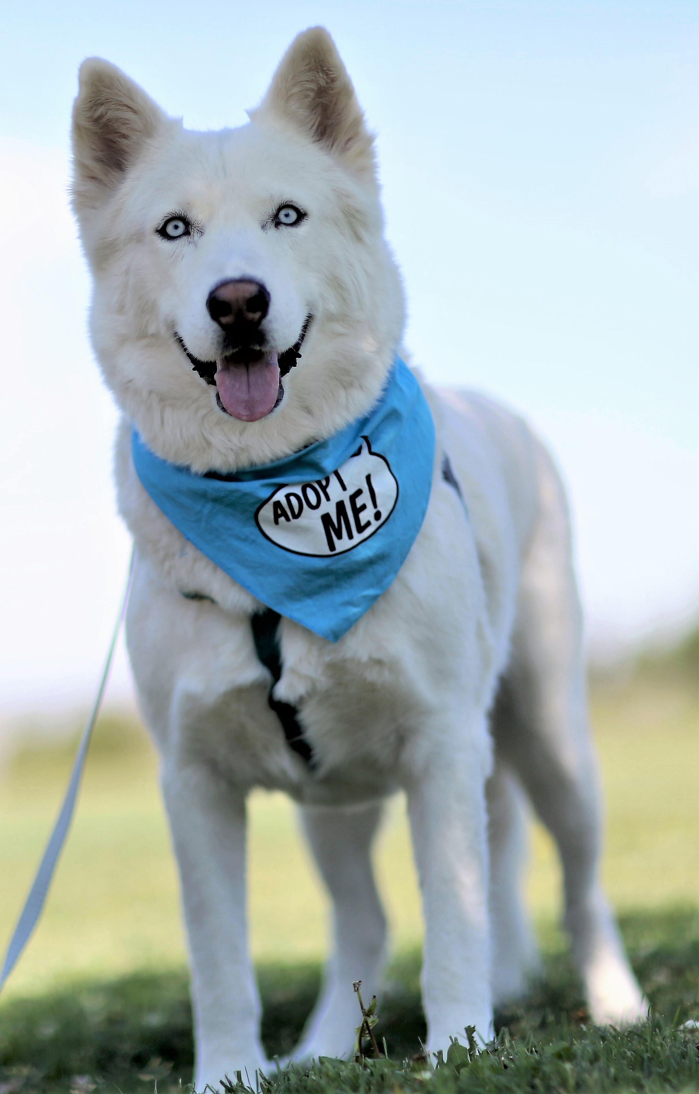 JAMES BOND , an adoptable Siberian Husky in Albuquerque, NM, 87114 | Photo Image 5