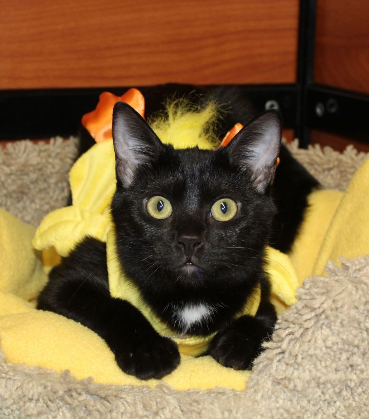 Donna, an adopted Domestic Short Hair in Centerville, UT_image-4