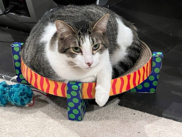 Oaken, an adoptable Tabby, Domestic Short Hair in Locust Grove, GA, 30248 | Photo Image 1