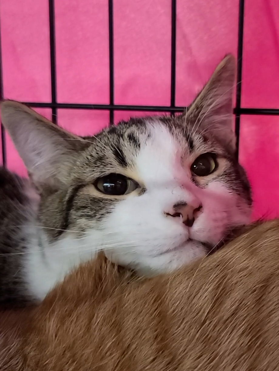 Oaken, an adoptable Tabby, Domestic Short Hair in Locust Grove, GA, 30248 | Photo Image 3