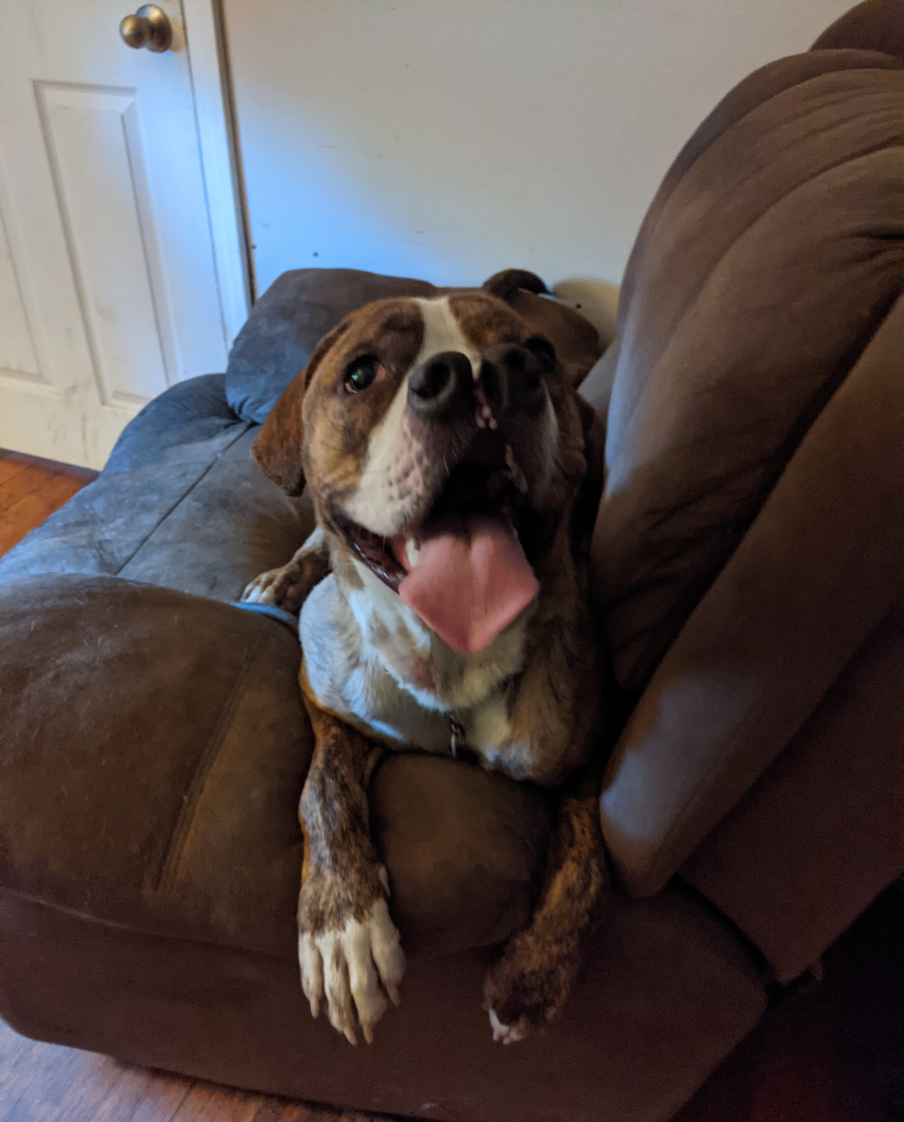 Chewie, an adoptable Boxer, Mixed Breed in Sturbridge, MA, 01566 | Photo Image 1