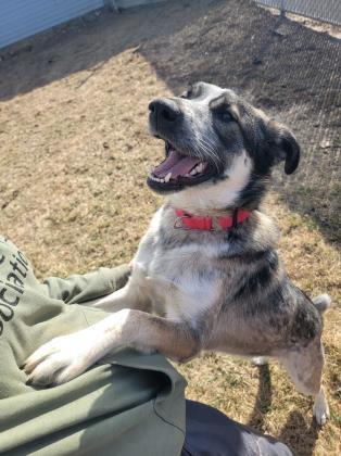Dog For Adoption Copper A German Shepherd Dog Akita Mix In Eau Claire Wi Petfinder