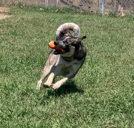 Dog For Adoption Copper A German Shepherd Dog Akita Mix In Eau Claire Wi Petfinder