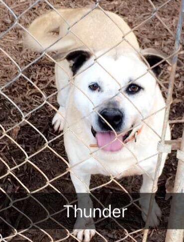 Thunder, an adoptable Black Mouth Cur in kingston, GA, 30145 | Photo Image 1