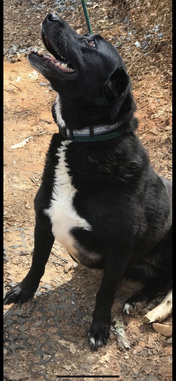 Newfoundland hot sale lab dog