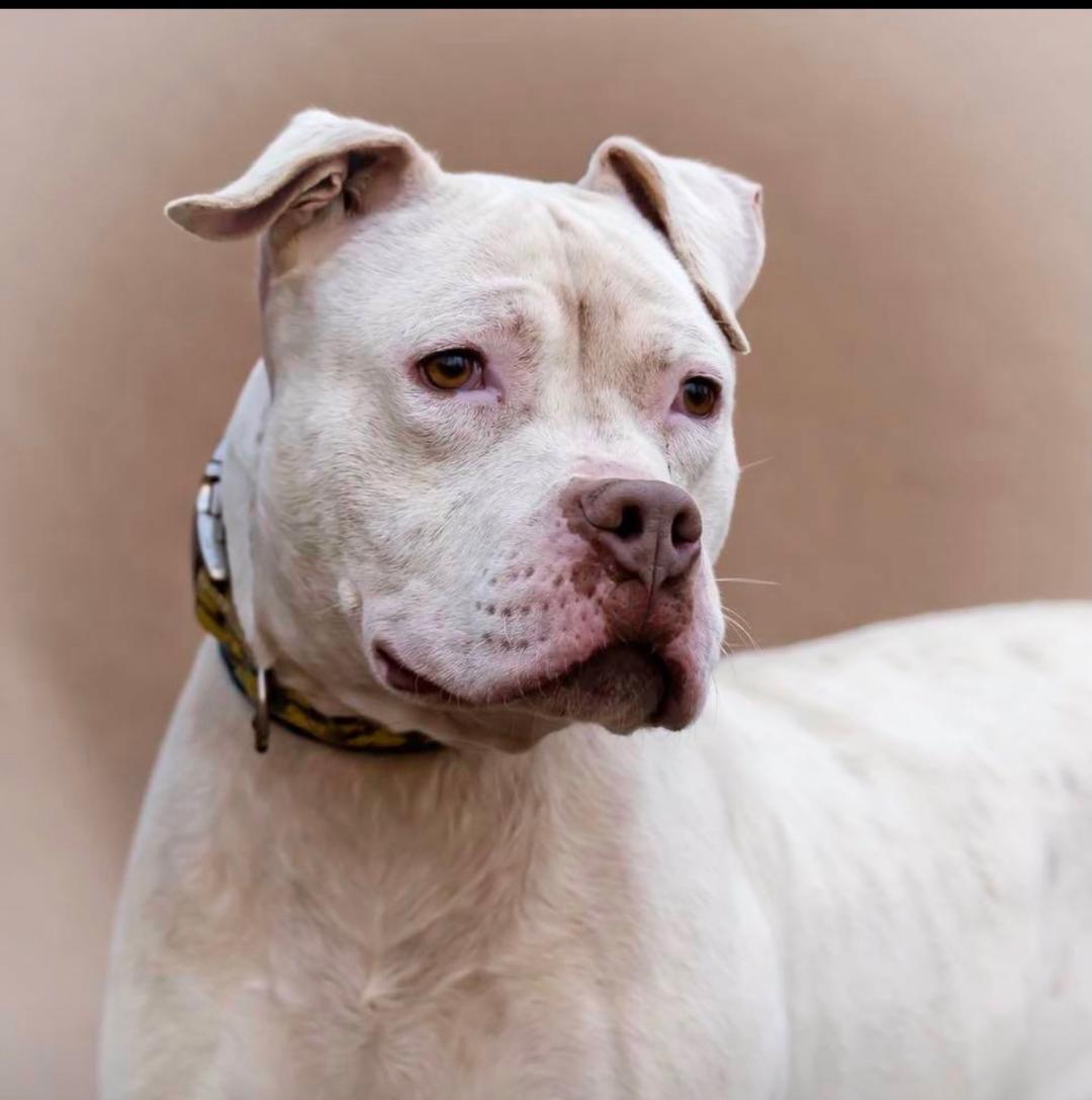 Ghost, an adoptable American Bulldog in kingston, GA, 30145 | Photo Image 1
