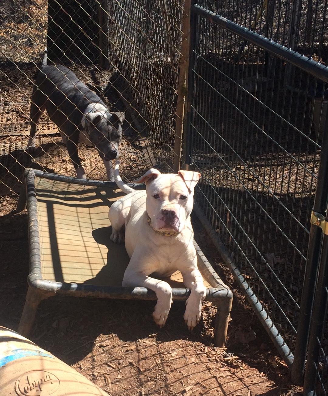 Ghost, an adoptable American Bulldog in kingston, GA, 30145 | Photo Image 3