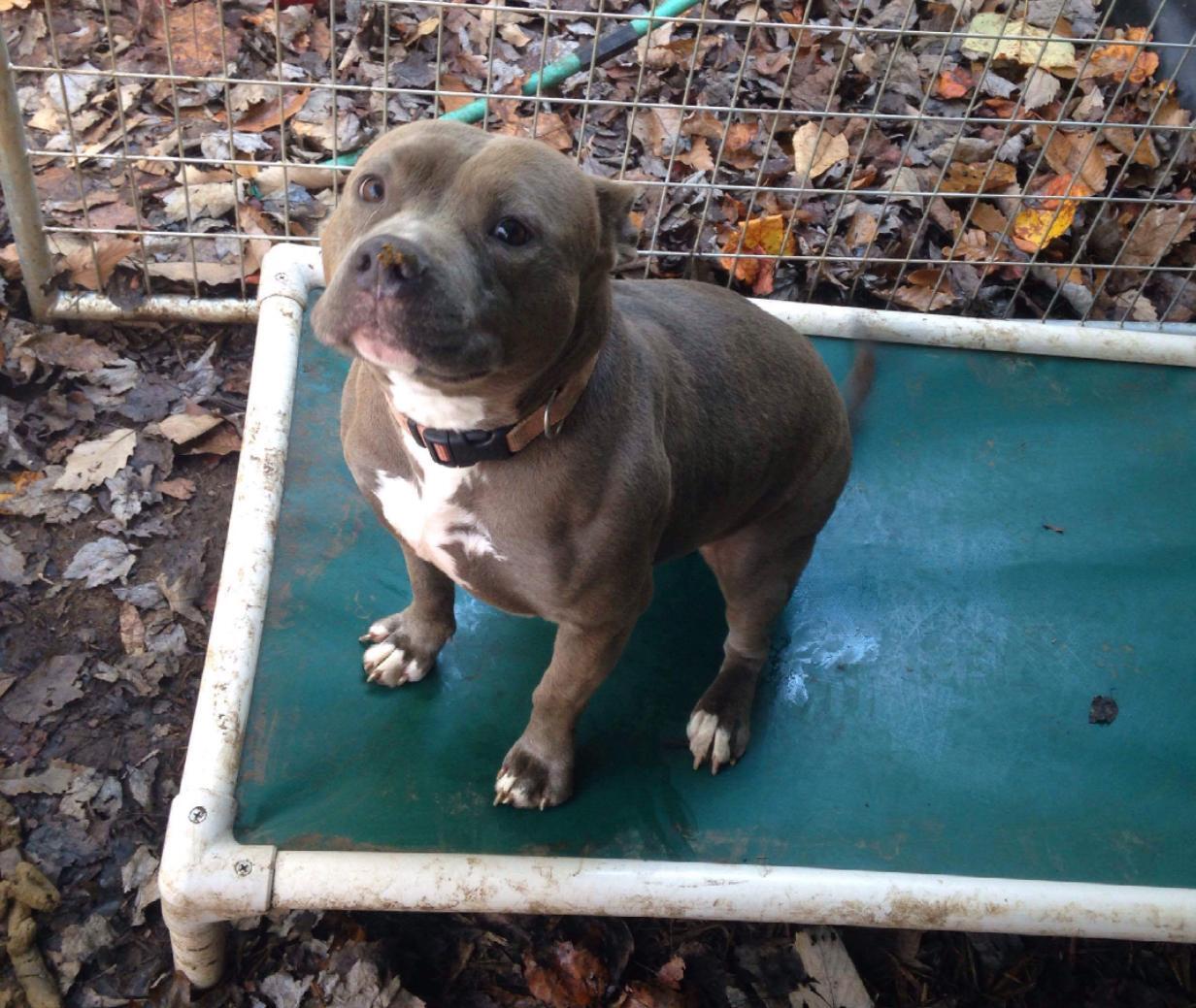 Kona, an adoptable Pit Bull Terrier in kingston, GA, 30145 | Photo Image 1