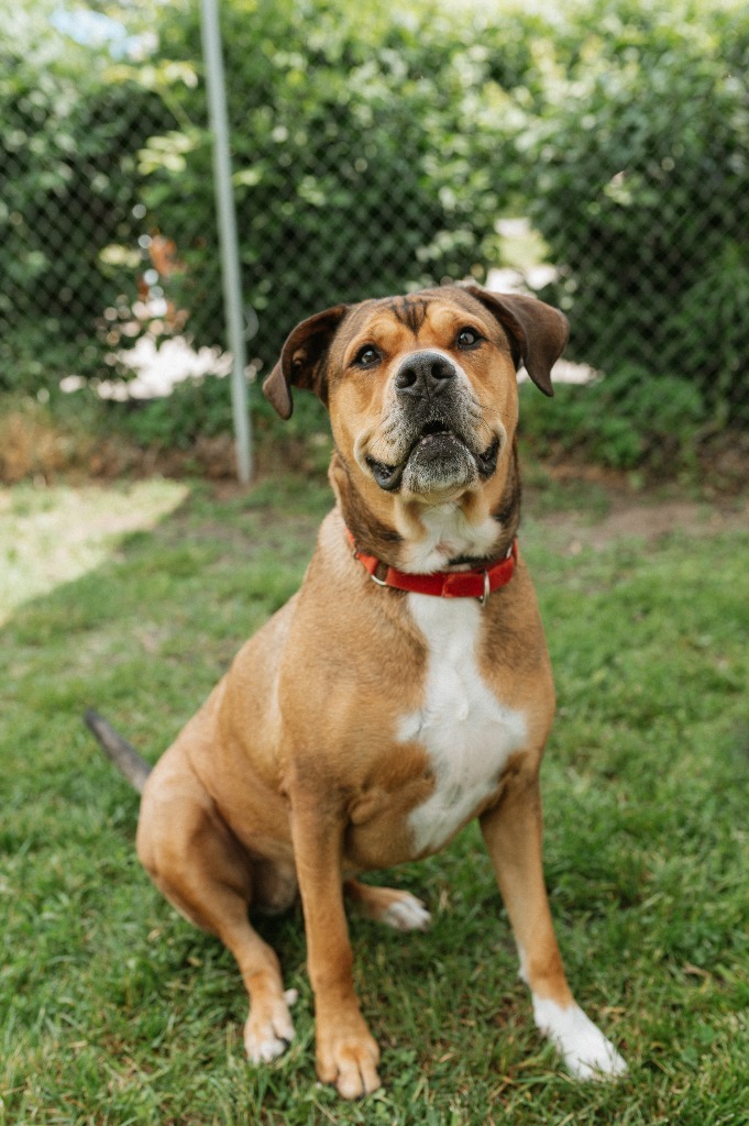 Dog For Adoption - Sonia, A Rottweiler Mix In Muskegon, Mi 