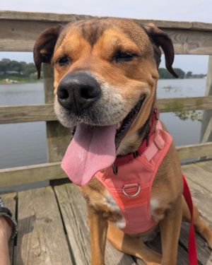 Sonia, Adult Female Rottweiler