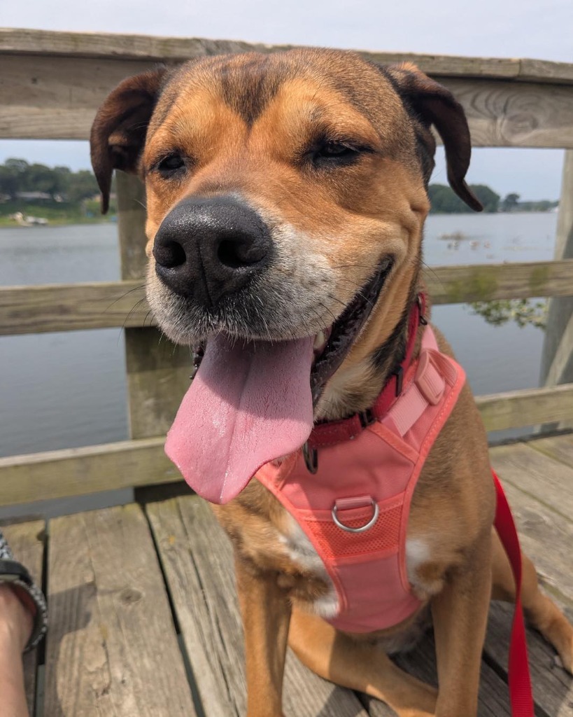Sonia, an adoptable Rottweiler in Muskegon, MI, 49443 | Photo Image 1