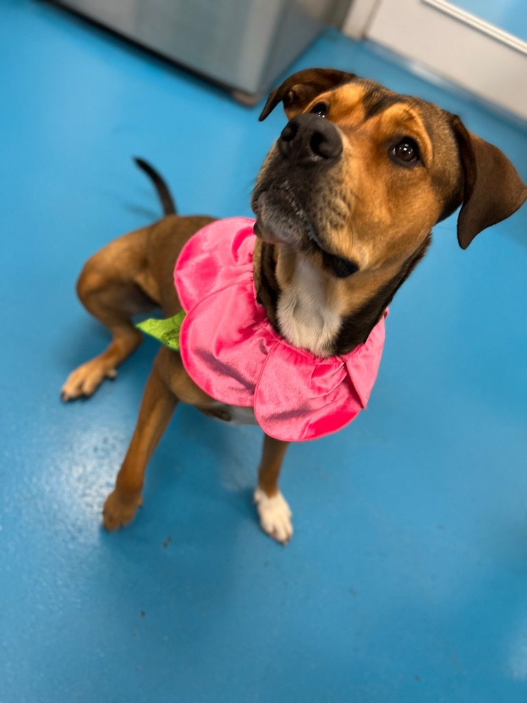 Sonia, an adoptable Rottweiler in Muskegon, MI, 49443 | Photo Image 3