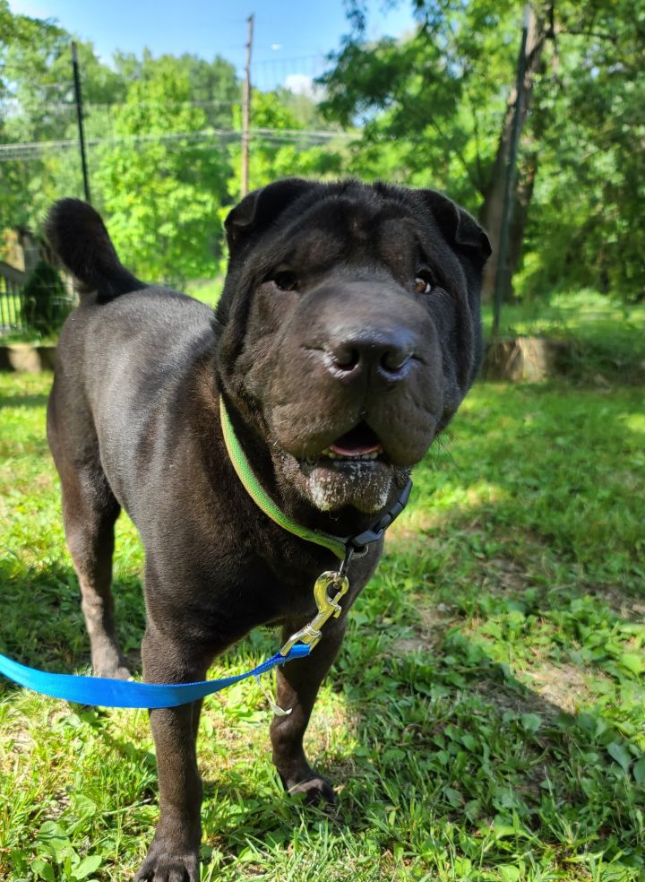 Dog for adoption - Magic , a Shar-Pei in Ravenna, OH | Petfinder